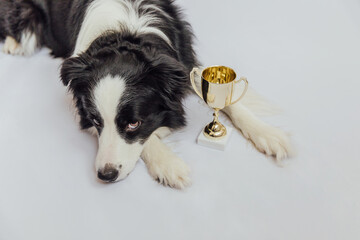 Cute puppy dog border collie lying with gold champion trophy cup isolated on white background. Winner champion funny dog. Victory first place of competition. Winning or success concept