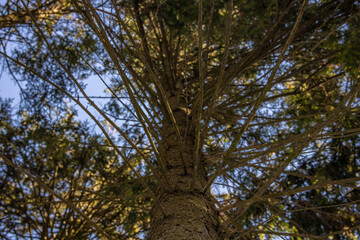 Bottom view of a fir tree with many branches growing up in a dense forest