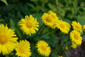 yellow asters on a green background