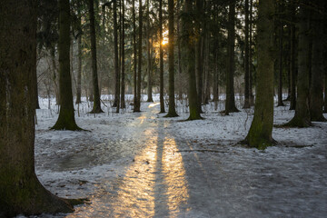 Early morning in the icy snow-covered coniferous forest. The rays of the sun break through the branches