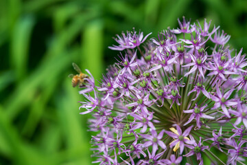 allium blossom with bee and grass background