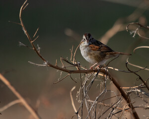 Birds  - Swamp Sparrow, Reelfoot Lake State Park, Tennessee during Winter