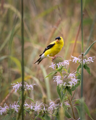 Birds - American Goldfinch, Seven Bends State Park, Virginia