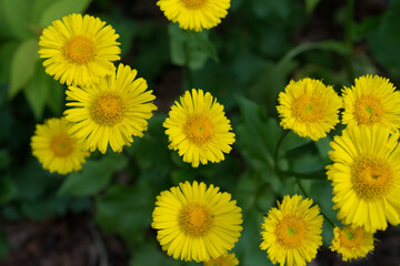 yellow daisies on a green background