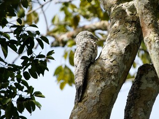 The common potoo, or poor-me-ones (Nyctibius griseus), or urutau is one of seven species within the...