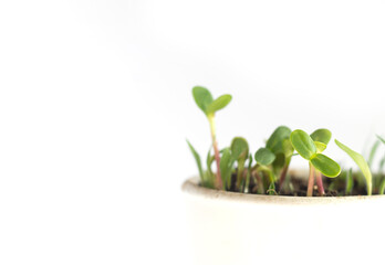 Young green seedling growing in pot on white background