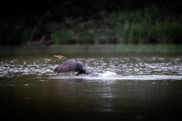 Fototapeta premium Double Crested Cormorant on Reelfoot lake in Tennessee during the summer
