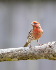 House Finch on Reelfoot lake in Tennessee during the summer