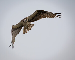 Osprey fishing on Reelfoot lake in Tennessee during the summer