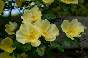 yellow flowers on a bush