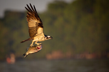 Osprey fishing on Reelfoot lake in Tennessee during the summer