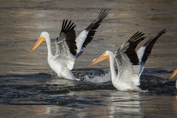Birds - Pelican, Wilson Dam, Alabama during Winter