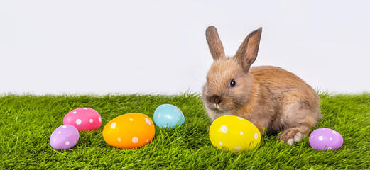 Rabbit with Easter eggs on the green grass