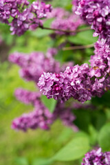 lilac bush with robust violet blossoms 