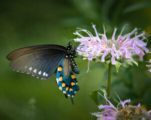 Butterfly - Pipevine Swallow Tail, Shenandoah River State Park Virginia