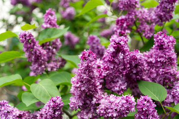 several violet pink Syringa vulgaris or common lilac in the park