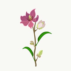 Beautiful Flower, Illustration of Wine Magnolia Flower or Magnolia Figo Flowers with Green Leaves on A Branch.
