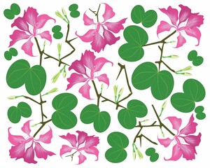 Beautiful Flower, Illustration Background of Pink Bauhinia Purpurea or Pink Orchid Tree with Green Leaves.
