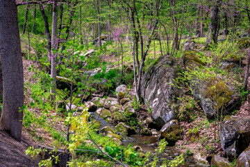 View of a Small Brook Running Thru Many Rocks and Boulders on a Sunny Spring Day With Trees Just Starting to Bloom