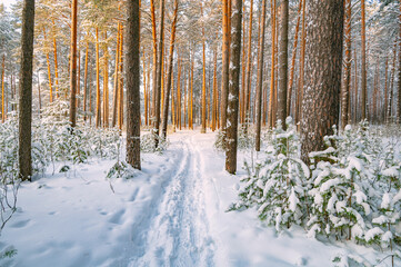 Pine trees covered with snow on frosty evening. Beautiful winter panorama - 489020719