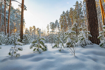 Pine trees covered with snow on frosty evening. Beautiful winter panorama - 489020720