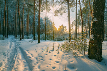 Pine trees covered with snow on frosty evening. Beautiful winter panorama - 489020721