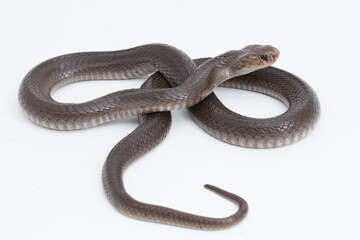 The Javan spitting cobra Naja sputatrix isolated on white background
