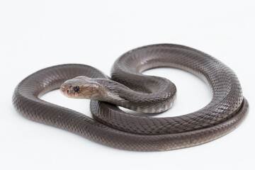 The Javan spitting cobra Naja sputatrix isolated on white background
