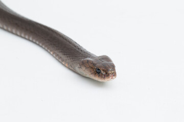 The Javan spitting cobra Naja sputatrix isolated on white background
