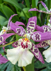 Orchids on display in Washington DC.