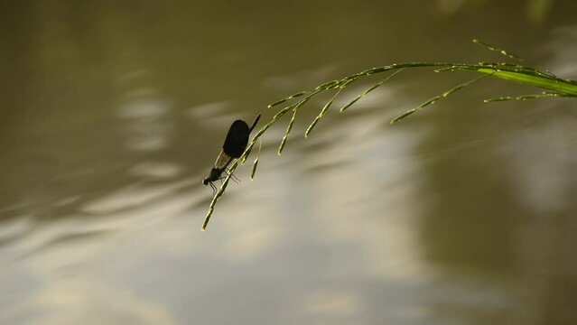Beautiful damselflys Calopteryx splendens (female and male) sits on a blade of grass in the river 