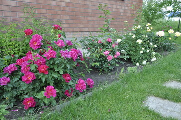 Fototapeta na wymiar Garden flowers are blooming. Blooming flowers and plants. 
