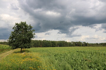 Gewitterwolken über Naturlandschaft im Sommer