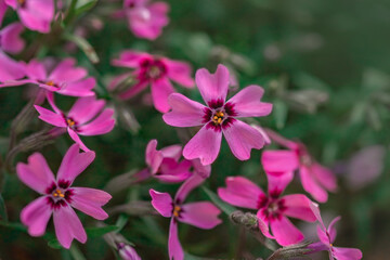 Fototapeta premium Macro photo nature lilac wild Phlox subulata flower. Texture background blooming Phlox subulata wildflower. The image of a plant blooming lilac purple Phlox subulata