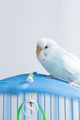 a wavy blue parrot sits on a cage