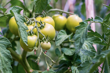 A bunch of tomatoes ripens on the branches of the plant