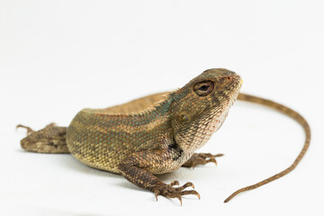 The oriental garden lizard Calotes versicolor isolated on white background
