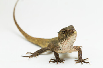 The oriental garden lizard Calotes versicolor isolated on white background
