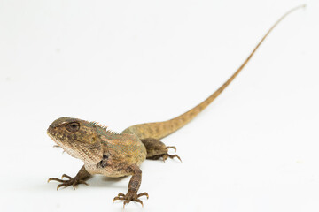 The oriental garden lizard Calotes versicolor isolated on white background
