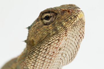 The oriental garden lizard Calotes versicolor isolated on white background
