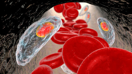 Fototapeta premium Parasitic protozoans Toxoplasma gondii in the bloodstream