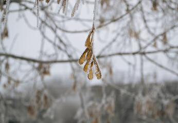 Maple seeds on a branch covered with frost against the background of other branches and seeds