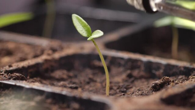 Watering small plant close up 
