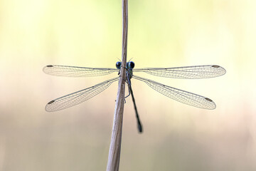 Libellule © jeanClaude