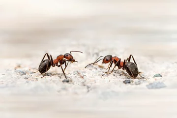 Foto auf Alu-Dibond fourmis en communication © jeanClaude
