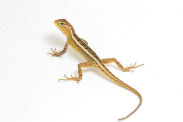 Fototapeta premium The oriental garden lizard Calotes versicolor isolated on white background 