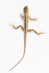 The oriental garden lizard Calotes versicolor isolated on white background
