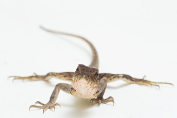 The oriental garden lizard Calotes versicolor isolated on white background
