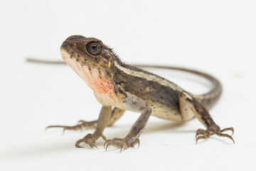 The oriental garden lizard Calotes versicolor isolated on white background
