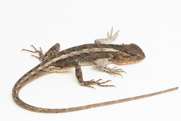 The oriental garden lizard Calotes versicolor isolated on white background
